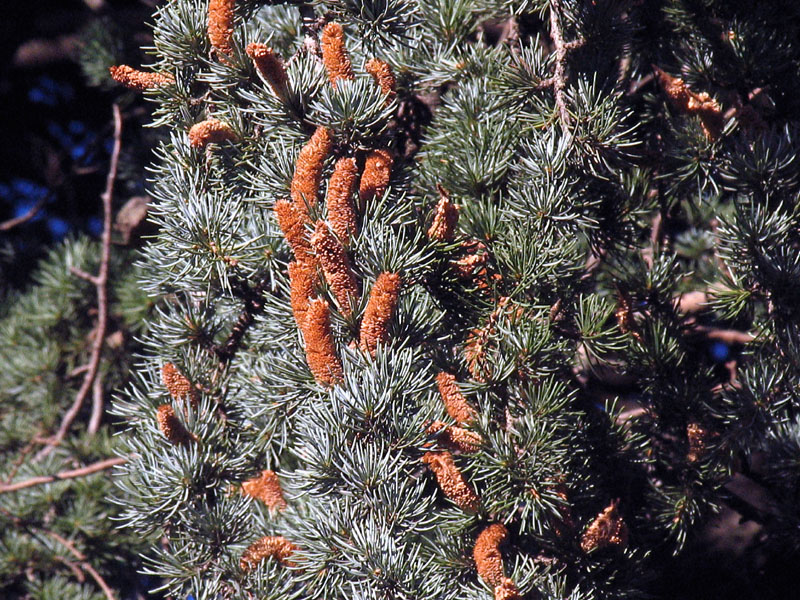 Cedrus atlantica (Endl.) Carriere / Cedro d''Atlante